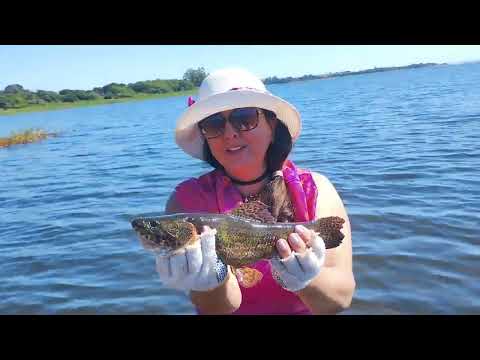 Pescaria na cidade de primeiro de maio, Paraná saiu os brutos pescaria top