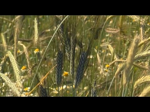 Reihe: Die wichtigsten Agrarpflanzen (Schulfilm-Vorschau)