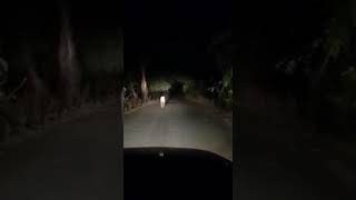 preview picture of video 'Tiger at Gose Dam road, Korambi Village(1)'