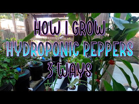 How I grow Hydroponic Peppers, 3 ways