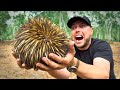 SPIKED by an Echidna!