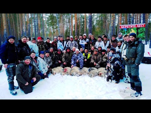 2020 г. ОХОТА НА ВОЛКОВ .