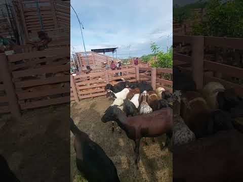 Mercado do gado em quixabeira Bahia