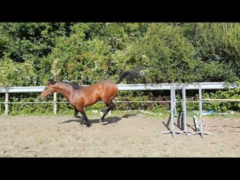 Show  jumping Perfect Touch (United Touch S x Verdi) 4