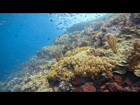 Komodo, Indonesia scuba diving - Komodo Resort at Sebayur Island