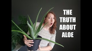 WHAT NO ONE TELLS YOU ABOUT ALOE / GROW AND CARE FOR ALOE VERA  / ALOIN IN ALOE BARBADENSIS GEL