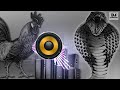 Murga Dance Ku Ku Ku Song Murga Song Dj Mix By Nagin Dance Murgadance Song Murga Nonstop Dj