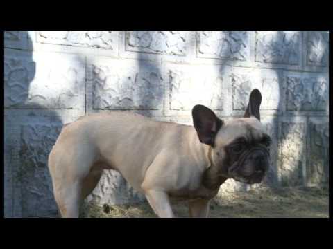 Lokalsport: Trick-Dog