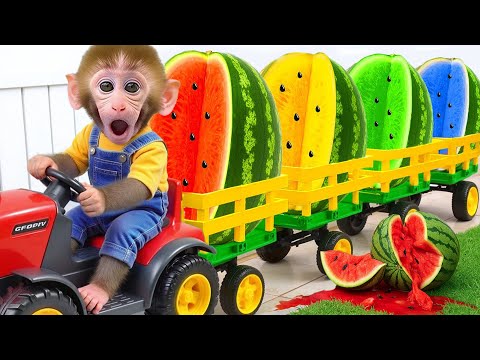 Bebé Mono Ben va a recoger sandías y prepara jugo de arcoíris en casa - MONO BEN ESP