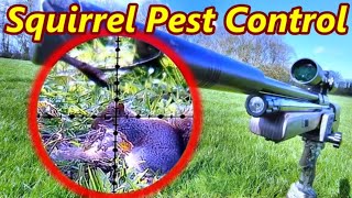 SQUIRREL PEST CONTROL - Controlling The Grey Menace