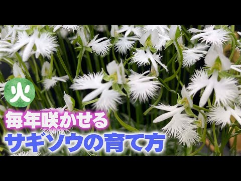 互葉のヒメソウ 植物