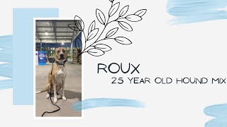 Download Lagu Lehigh Valley Dog Trainers ||| 2.5 Year Old Hound Mix, Roux Thumbnail