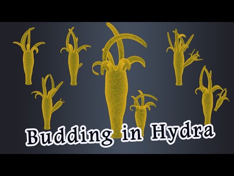 Budding in Hydra