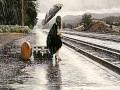 Yonca Lodi-Emanet.wmv 