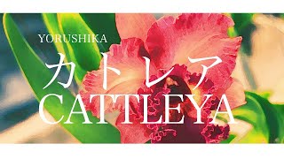 Yorushika - カトレア Cattleya | Lyrics + Translation!