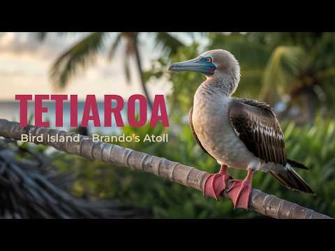 Tetiaroa — Marlon Brando's Atoll | L'île aux oiseaux | 4K Drone Tahiti
