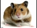 Ich + Ich - Hamster 