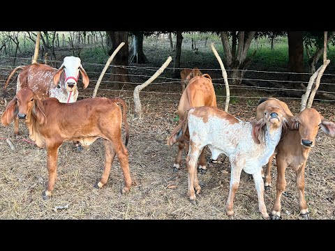 Another new calf has arrived at the Camalote ranch, look at this beautiful calf 😱🐄