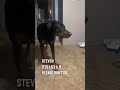 This dog will walk in slow motion and then scare his owner 😂 @NicholasJamesEmmizzie - Dylan Anderson This dog will walk in slow motion and then scare his owner 😂 @NicholasJamesEmmizzie