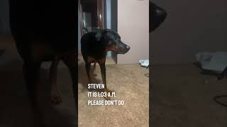 Download lagu This dog will walk in slow motion and then scare his owner 😂 @NicholasJamesEmmizzie mp3 Download lagu This dog will walk in slow motion and then scare his owner 😂 @NicholasJamesEmmizzie mp3