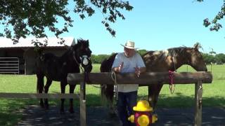Crazy Horse Story #1:  A Story Of A Woman Who Thought A Helmet Would Keep Her Safe