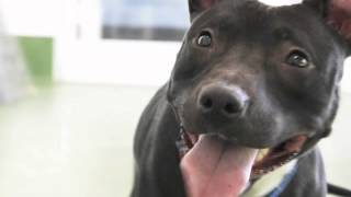 Gracie - Super sweet and cute girl very affectionate and playful needs home