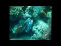 13.07.2012 Video und Diashow Sinai Divers Sharm el Sheikh, Sinai Divers, Na'ama Bay, Sharm el Sheikh, Ägypten, Sinai-Süd bis Nabq