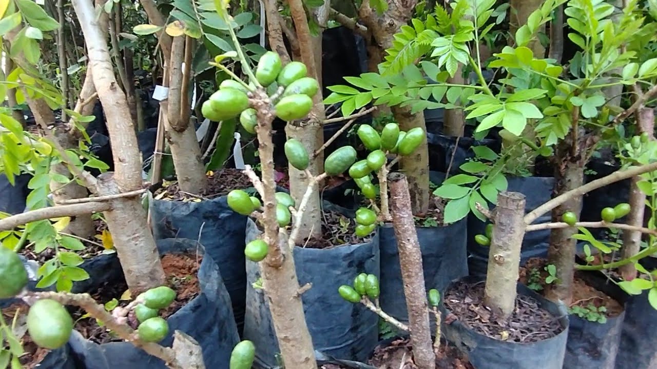 qual melhor adubo para frutíferas em vaso dicas e preços de adubos substratos e frutíferas