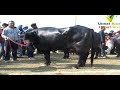 Best Murrah Buffalo Highest Milk Recorded