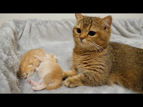 Mother cat Charo naturally prioritizes her own kittens over toys