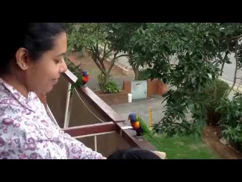 Nameera's # Birds feeding