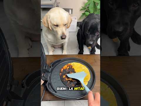 El perro blanco le enseña a su dueño a ser justo🐶❤️#anmals #cute #dog #love #pets