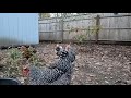 Chickens Running In Slow Motion