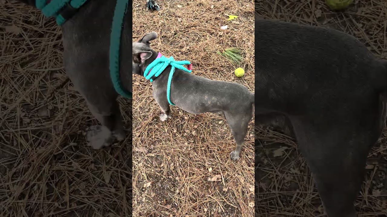 Enlarge YODA, a ADOPTABLE Pit Bull Terrier in Marietta, GA video 5/6