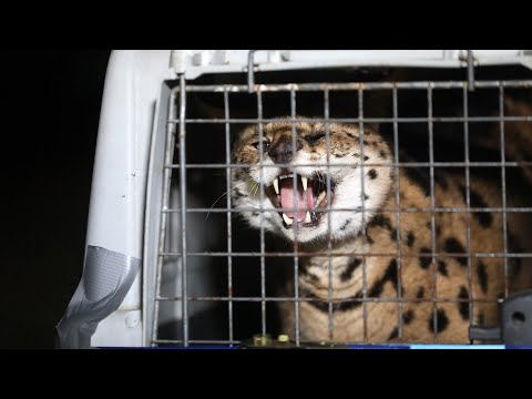 Uhvaćena odbjegla divlja mačka: 'Ušao sam u drvarnicu i čuo da nešto reži na mene'