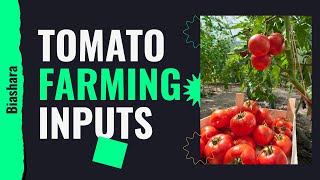 Tomato Farming inputs in Zimbabwe | Insights from Winpat Agrochem