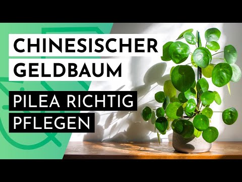 Chinesischer Geldbaum: "Pilea Peperomioides" richtig pflegen