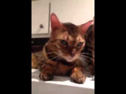 Bengal cat head-butt