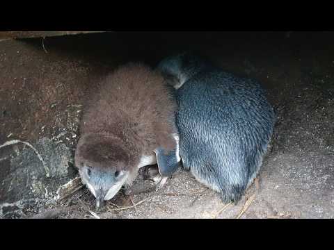 Taranaki little blue penguin nest live cam