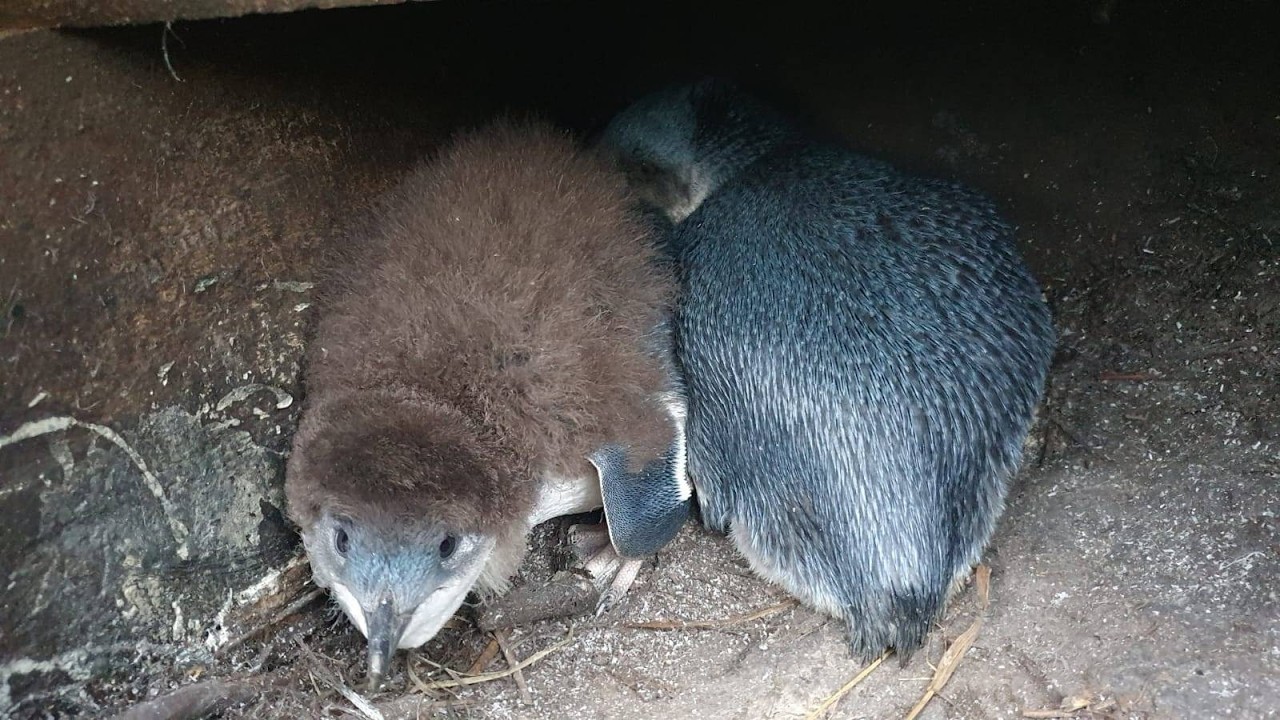 Live webcam view of Kororā Nest Box Cam