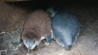 Korora / little blue penguins - nest-cam live live webcam