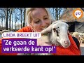 Linda breekt UIT! #12 'Schapen drijven is een vak apart' | Omroep Gelderland