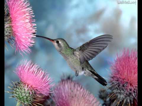 Atenção - Prem Baba