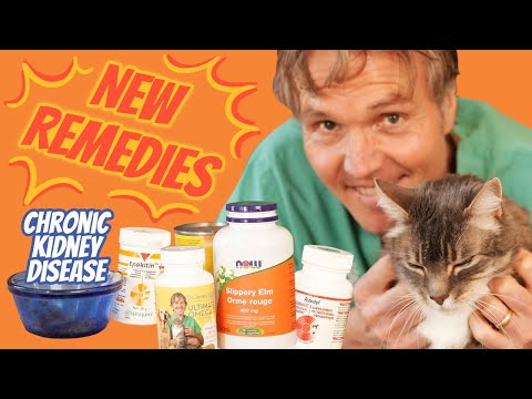 Chronic Kidney Disease in Cats