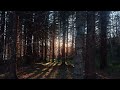 Norway nature tour - Light and forest - We travel in Norway
