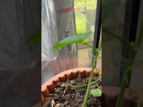 Choko i a pot indoor #choko #chayote