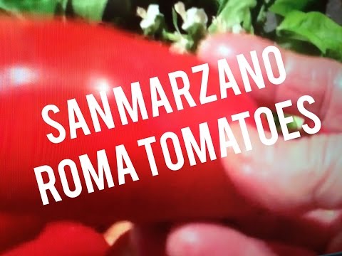Tomato Sauce Recipe Ingredients Pizza Pasta Meatloaf San Marzano Plum Roma