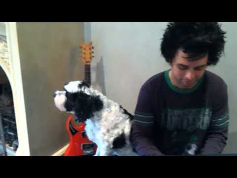 Billie Joe Armstrong and his dog Rocky performing 'Gloria'