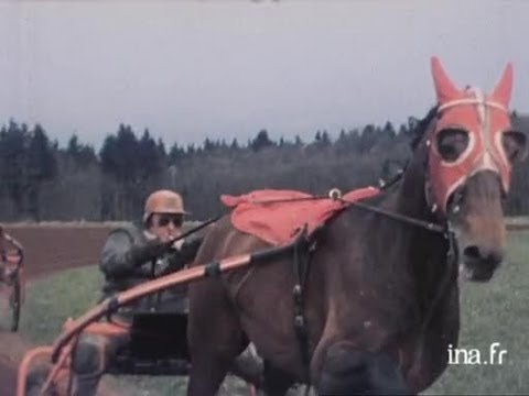 Horse racing: the retirement of racehorse Bellino 2