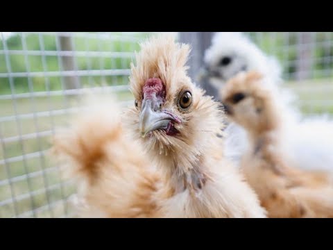 , title : 'SILKIE CHICKENS 101 | What I Wish I'd Known About Silkies | Backyard Poultry Breeds For Beginners'